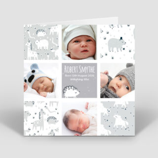 Animal Dreams – Boy